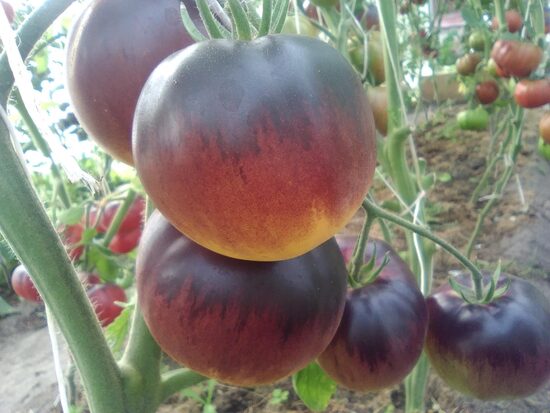 Отличный белый блюз (Great white blues)